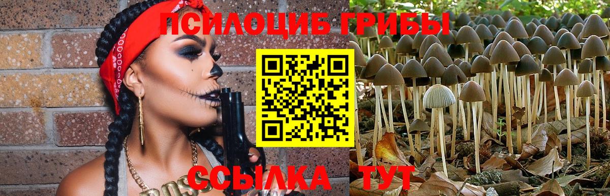 Псилоцибиновые грибы Psilocybine cubensis Минусинск